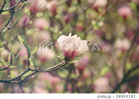 Magnolia spring flowers Magnolia spring flowers 38934183