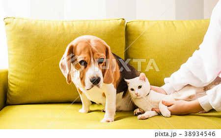 animals are lying on the sofa animals are lying on the sofa 38934546