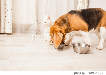 Life with dog Life with dog 38934627