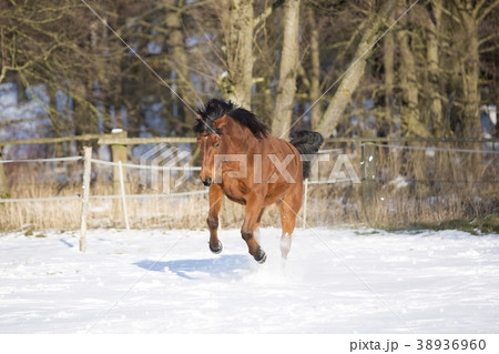 Beautiful brown mare running in winter Beautiful brown mare running in winter 38936960