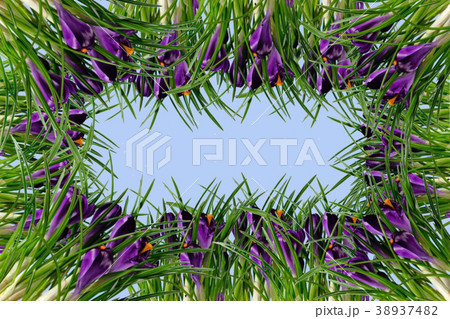crocuses flowers and leaves frame 38937482