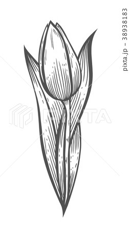 vector illustration of tulip 38938183