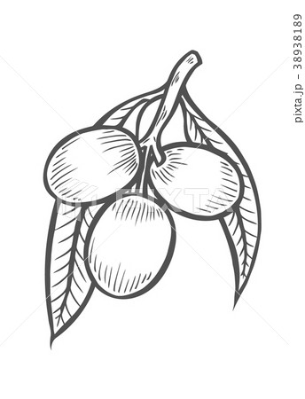 Olive branch with berry Olive branch with berry 38938189