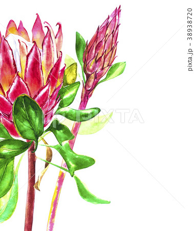 Watercolor protea flowers. Spring or summer 38938720