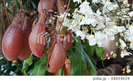 Beautiful blooming orchid flower in the garden Beautiful blooming orchid flower in the garden 38939639