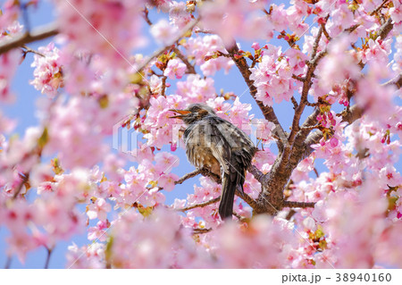 河津桜とさえずるヒヨドリ 38940160