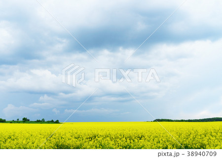 Green yellow rapeseed flowers fields Green yellow rapeseed flowers fields 38940709
