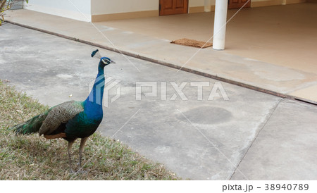 Beautiful peacock in Thai temple Beautiful peacock in Thai temple 38940789