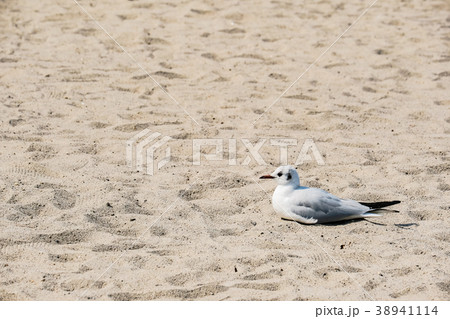 ユリカモメ 38941114