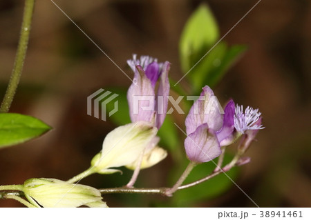 自然 植物 ヒメハギ、弱々しい感じの小さな花ですが漢方では滋養強壮の薬になるそうです 自然 植物 ヒメハギ、弱々しい感じの小さな花ですが漢方では滋養強壮の薬になるそうです 38941461