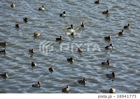 カモ達の休息 カモ達の休息 38941775