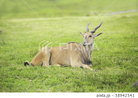 美しいエランド 38942541