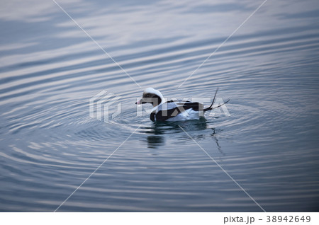 オスのコオリガモ(北海道) オスのコオリガモ(北海道) 38942649