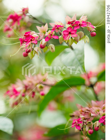 ベニゲンペイカズラ 38942706