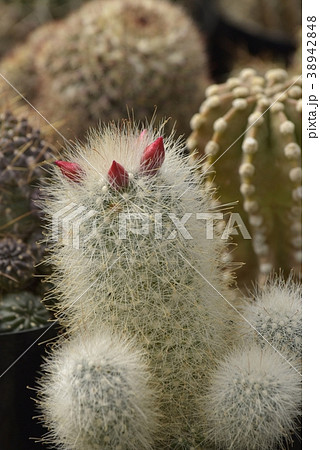 サボテン 38942848
