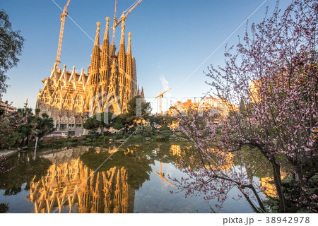 夜明けの朝日を浴びるサグラダ・ファミリア 夜明けの朝日を浴びるサグラダ・ファミリア 38942978