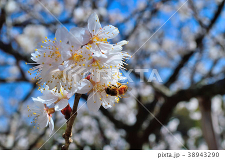 桜(唐実桜)にミツバチ 桜(唐実桜)にミツバチ 38943290