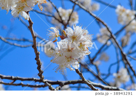 桜(唐実桜) 桜(唐実桜) 38943291