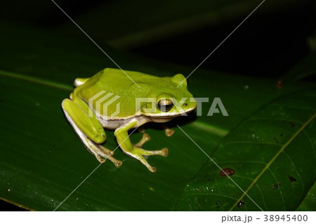 アマガエル 雨蛙 雨がえる 38945400