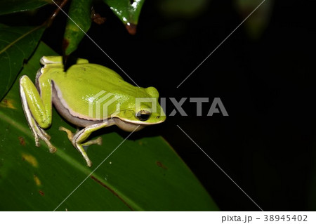アマガエル 雨蛙 雨がえる 38945402