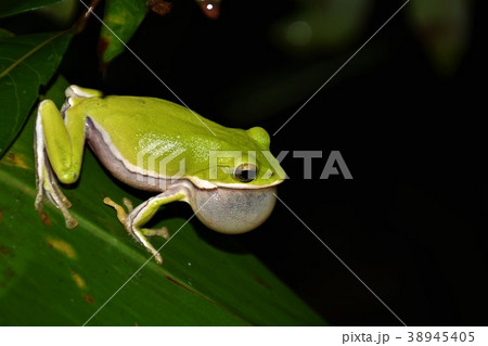 アマガエル 雨蛙 雨がえる 38945405