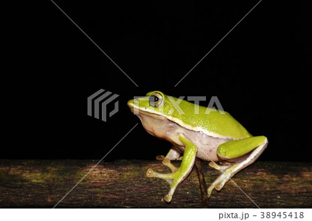 アマガエル 雨蛙 雨がえる 38945418