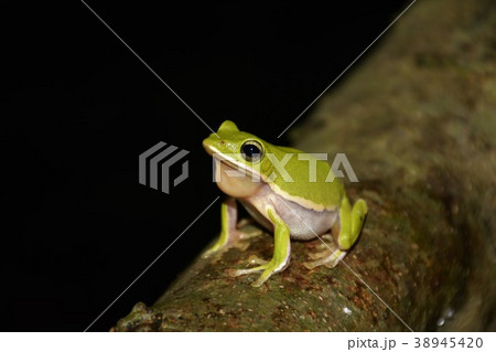 アマガエル 雨蛙 雨がえる 38945420