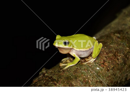 アマガエル 雨蛙 雨がえる 38945423