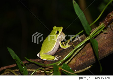 アマガエル 雨蛙 雨がえる 38945426