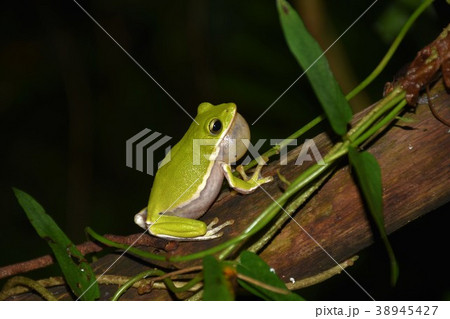 アマガエル 雨蛙 雨がえる 38945427
