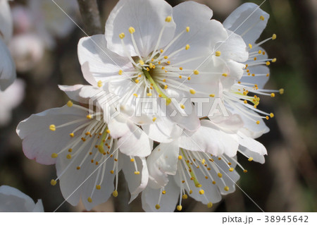 サクランボの花　佐藤錦 38945642