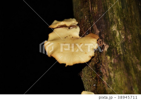 木耳 キクラゲ 生シイタケ 38945711