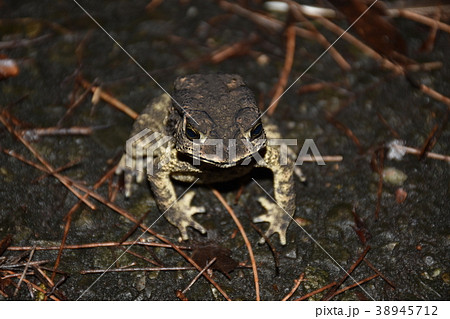 ヒキガエル ガマガエル 蟾蜍 38945712
