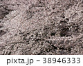桜 38946333