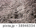 桜 38946334