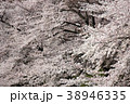 桜 38946335