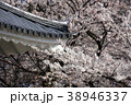 桜 38946337