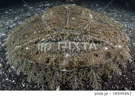 伊豆にて深海のキアンコウ 伊豆にて深海のキアンコウ 38946862