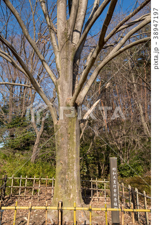 国営 武蔵丘陵森林公園 昭和天皇行幸祈念植樹 国営 武蔵丘陵森林公園 昭和天皇行幸祈念植樹 38947197