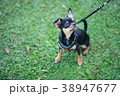 ドッグラン 38947677
