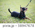 犬のしつけ 38947678