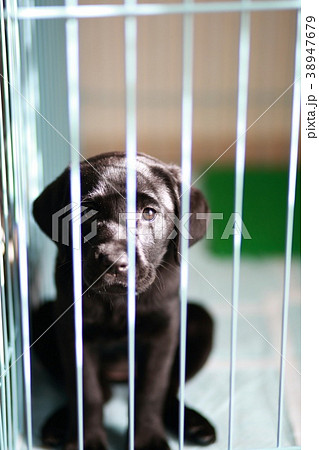 ハウスしているよ 38947679