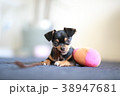 犬のおもちゃ 38947681