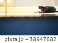 犬との生活 38947682