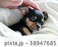 なでなで 38947685