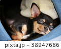 呼んだ？ 38947686
