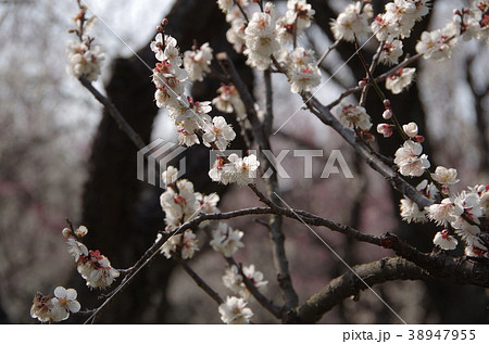 白梅（偕楽園） 38947955