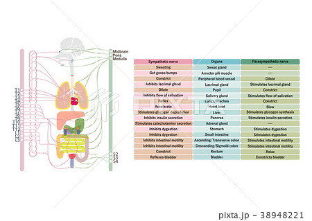 自律神経ー２　英語表記 38948221