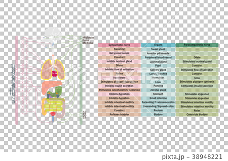 自律神経ー２　英語表記 38948221