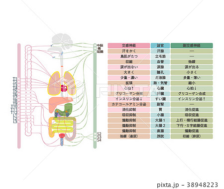 自律神経 ２のイラスト素材 3423